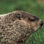 What Did the Groundhog Say?